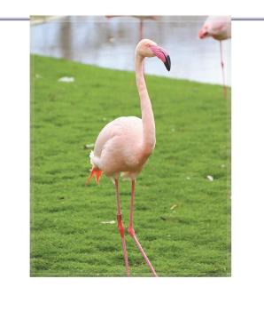 Scheibenhänger Flamingo rechteckig